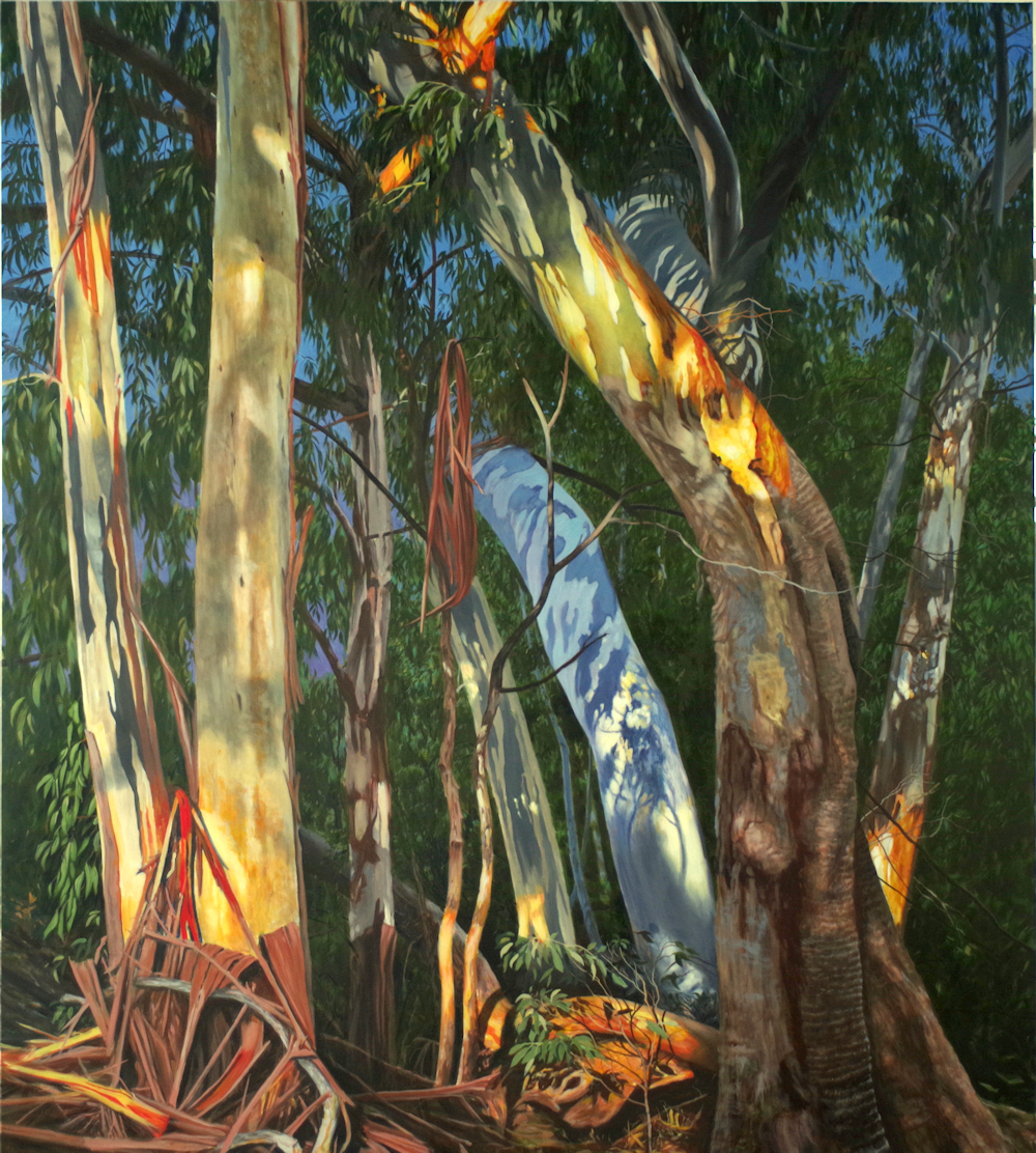 Tree Trunks Sunset Mt Buffalo